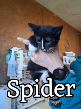 Domestic Short Hair Cats Available for Adoption in Hillsboro, Ohio - Spider | PetCurious
