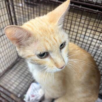 Piper -  Domestic Short Hair Cat for Adoption in Yuma, Arizona - Piper | PetCurious