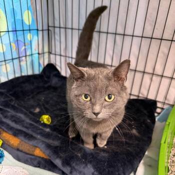 Blueboy -  Domestic Short Hair Cat Available for Adoption in Fairfax, Virginia - Blueboy | PetCurious