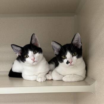Rescue Domestic Short Hair Cats for Adoption in Antioch, California - Hubert & Carol (bonded Pair) | PetCurious