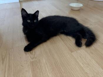 Domestic Medium Hair Cats Available for Adoption in Hayward, California - Osita  | PetCurious