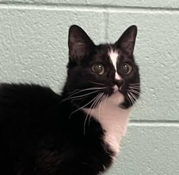 Domestic Short Hair Cats Available for Adoption in Golden, Colorado - Cutie Pie | PetCurious