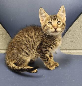 Batty Koda -  Tabby Cat for Adoption in Siloam Springs, Arkansas - Batty Koda | PetCurious