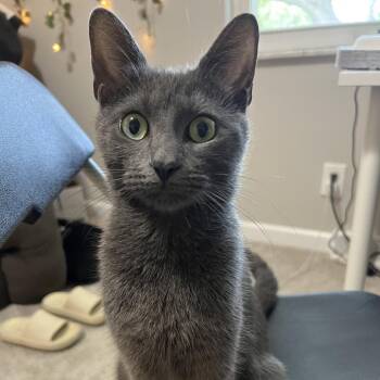 Domestic Short Hair and Russian Blue Cats Available for Adoption - Sage | PetCurious