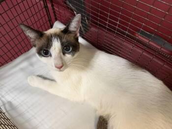 Siamese Cats Available for Adoption in Doral, Florida - SERAPHINE | PetCurious