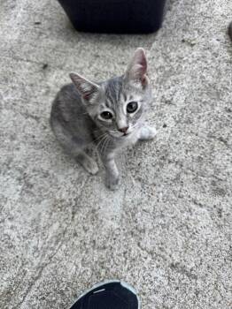 Praline -  Domestic Short Hair Cat for Adoption in Plumerville, Arkansas - Praline | PetCurious