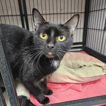 Cereal -  Domestic Short Hair Cat for Adoption in Ridgely, Maryland - Cereal | PetCurious