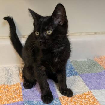 Garlic Naan -  Domestic Short Hair Cat for Adoption in Milan, Illinois - Garlic Naan | PetCurious