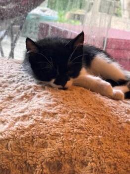 Nami -  Tuxedo and Domestic Short Hair Cat for Adoption in Pineville, Louisiana - Nami | PetCurious