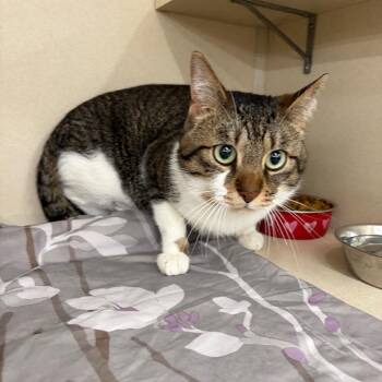 Roy -  Domestic Short Hair Cat for Adoption in Buffalo, New York - Roy | PetCurious