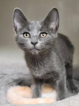 Ethanol -  Domestic Short Hair Cat for Adoption in Green Valley, Arizona - Ethanol | PetCurious