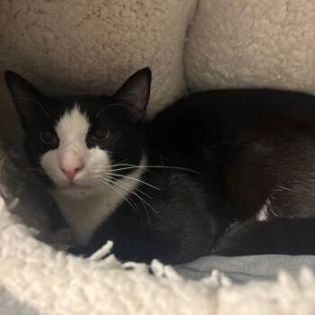 Charming -  Domestic Short Hair Cat Available for Adoption in Mooresville, North Carolina - Charming | PetCurious