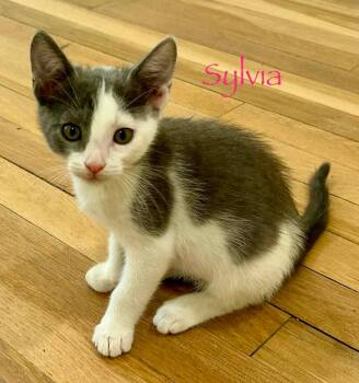 Sylvia -  Domestic Short Hair Cat for Adoption in Shrewsbury, Massachusetts - Sylvia | PetCurious