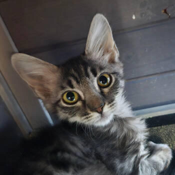 Rescue Domestic Long Hair Cats for Adoption in Arizona City, Arizona - F-Chili | PetCurious