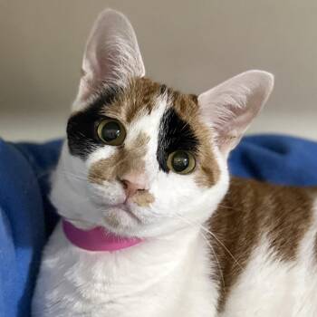 Rescue Domestic Short Hair Cats for Adoption in Victor, New York - Freya | PetCurious