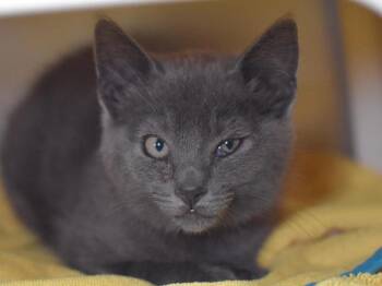Gizmo -  Domestic Short Hair Cat for Adoption in Portland, Oregon - Gizmo | PetCurious