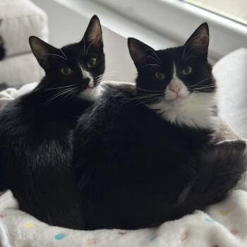 Rescue Domestic Medium Hair Cats for Adoption in Stamford, Connecticut - Elin & Skadi- Quiet Sweetness | PetCurious