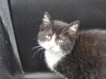 Coralei -  Domestic Short Hair Cat for Adoption in Portland, Oregon - Coralei | PetCurious