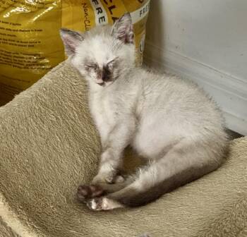 Scone -  Siamese and Domestic Short Hair Cat for Adoption in Ruskin, Florida - Scone | PetCurious