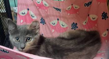 Sadie -  Domestic Short Hair Cat for Adoption in Mustang, Oklahoma - Sadie | PetCurious
