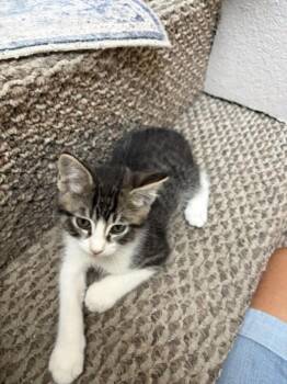TURBO -  Domestic Short Hair Cat for Adoption in Burbank, California - TURBO | PetCurious