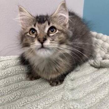 Ampert -  Domestic Long Hair and Domestic Short Hair Cat for Adoption in Janesville, Wisconsin - Ampert | PetCurious