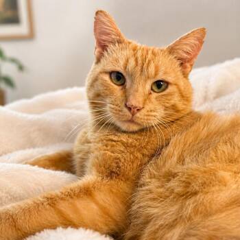 Domestic Short Hair Cats Available for Adoption in Springfield, Missouri - Ragu | PetCurious