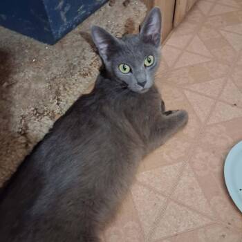 Dove -  Manx and Domestic Short Hair Cat for Adoption in Nampa, Idaho - Dove | PetCurious