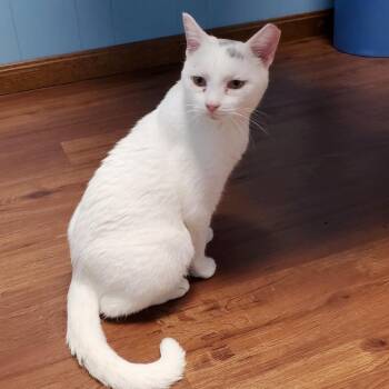 Waikiki -  Domestic Short Hair Cat for Adoption in Nashville, Tennessee - Waikiki | PetCurious