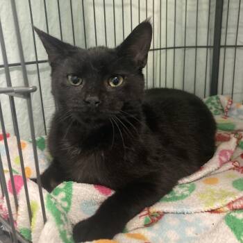 Domestic Short Hair Cats Available for Adoption - Ember | PetCurious