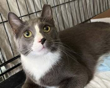 Domestic Short Hair Cats Available for Adoption in Westfield, Massachusetts - Blue | PetCurious