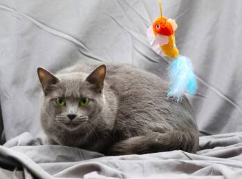 Russian Blue Cats Available for Adoption in Grovetown, Georgia - ROXANNE | PetCurious