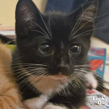 Rescue Domestic Short Hair and Tuxedo Cats for Adoption in Washington, District Of Columbia - Marty | PetCurious