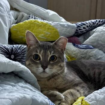 Rescue Domestic Short Hair Cats for Adoption in Medina, Ohio - Honey | PetCurious