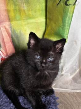 Shadow -  Domestic Medium Hair Cat for Adoption in Little Rock, Arkansas - Shadow | PetCurious