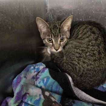 Haley Cat RR BFSLC -  Domestic Short Hair Cat for Adoption in Las Vegas, Nevada - Haley Cat RR BFSLC | PetCurious