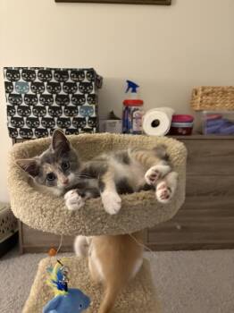 Sada -  Dilute Calico Cat for Adoption in Greenwood, Indiana - Sada | PetCurious