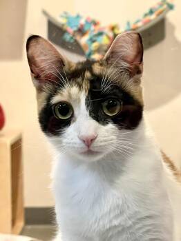 Starburst -  Domestic Short Hair Cat for Adoption in Oakland, California - Starburst | PetCurious