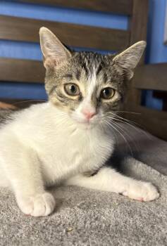 Domestic Short Hair and Tabby Cats Available for Adoption in Chandler, Arizona - Gelato Vibez | PetCurious