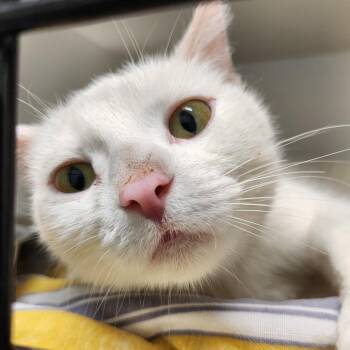 Star -  Domestic Short Hair Cat Available for Adoption in North Battleford, Saskatchewan - Star | PetCurious