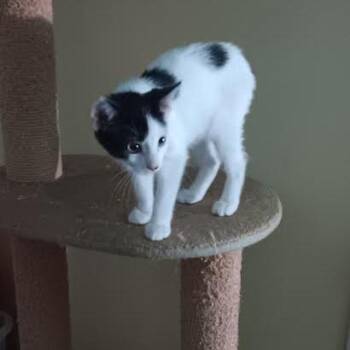 Sweetie -  Domestic Short Hair Cat for Adoption in Edwardsville, Illinois - Sweetie | PetCurious