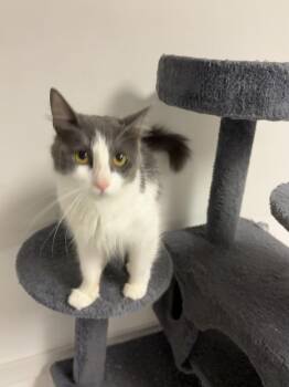 Mama Fiona (Free at Last) -  Domestic Medium Hair Cat for Adoption in Telford, Pennsylvania - Mama Fiona (Free At Last) | PetCurious