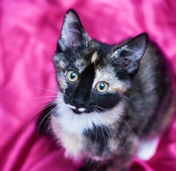 Marceline -  Tortoiseshell and Calico Cat for Adoption in Chattanooga, Tennessee - Marceline | PetCurious