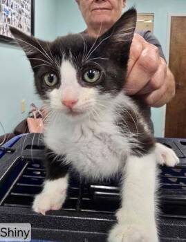 Domestic Short Hair Cats Available for Adoption in West Chester, Pennsylvania - SHINY | PetCurious