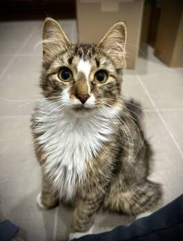 Dolly -  Domestic Long Hair Cat for Adoption in Buffalo, New York - Dolly | PetCurious