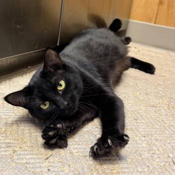 Domestic Short Hair Cats Available for Adoption - Vacala | PetCurious