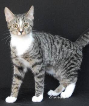 Rescue Tabby Cats for Adoption in Newland, North Carolina - Toof Fairy | PetCurious