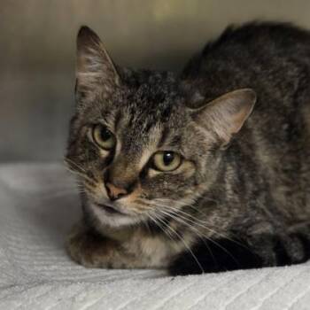 Domestic Short Hair Cats Available for Adoption in Westland, Michigan - Chicken And Rice | PetCurious