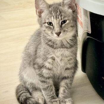 Roxy -  Domestic Short Hair Cat for Adoption in Seven Valleys, Pennsylvania - Roxy | PetCurious