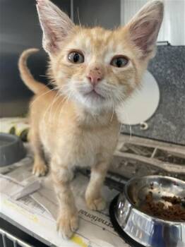 CAPTAIN CAT-SPARROW -  Domestic Short Hair Cat for Adoption in Corpus Christi, Texas - CAPTAIN CAT-SPARROW | PetCurious